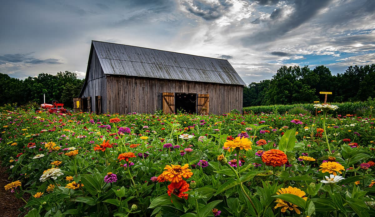 2021 Goldpetal Farms Photo Contest Winner Carl Mayford