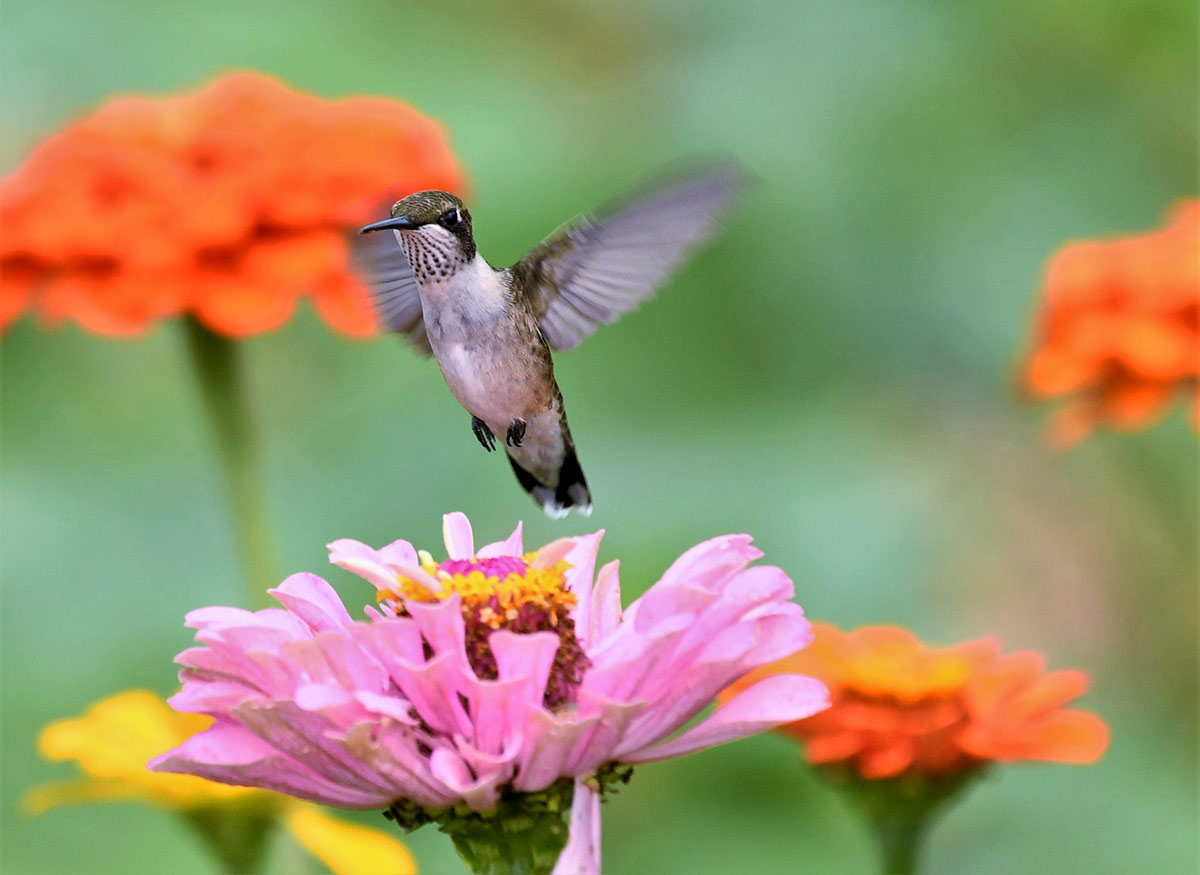 2022 Goldpetal Farms Photo Contest Birds, Butterflies & Bees Kelly Mahoney