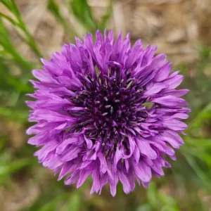 Bachelor's Buttons Spring Flower Field at Goldpetal Farms