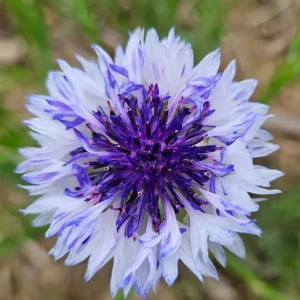 Bachelor's Buttons Spring Flower Field at Goldpetal Farms