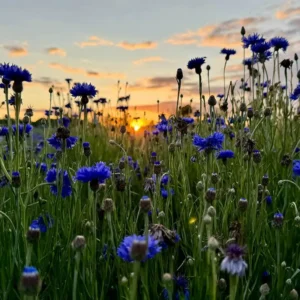 Spring Poppy & Bachelor's Buttons Meadow at Goldpetal Farms