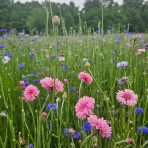 Spring Poppy & Bachelor's Buttons Meadow at Goldpetal Farms