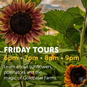 Sunflower Tours at Goldpetal Farms