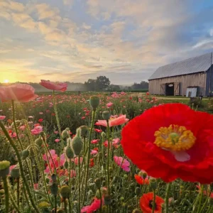 Poppy field at Goldpetal Farms