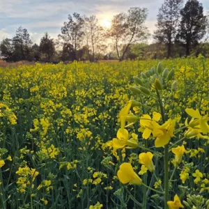 Spring flower field at Goldpetal Farms