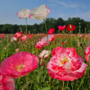 Poppy field at Goldpetal Farms