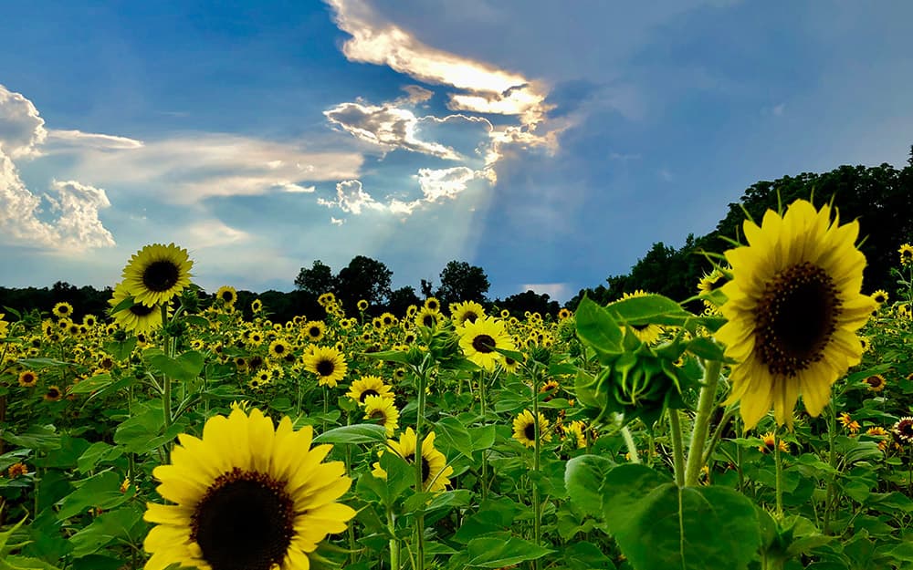 Goldpetal Farms Sunflower Maze Southern Maryland