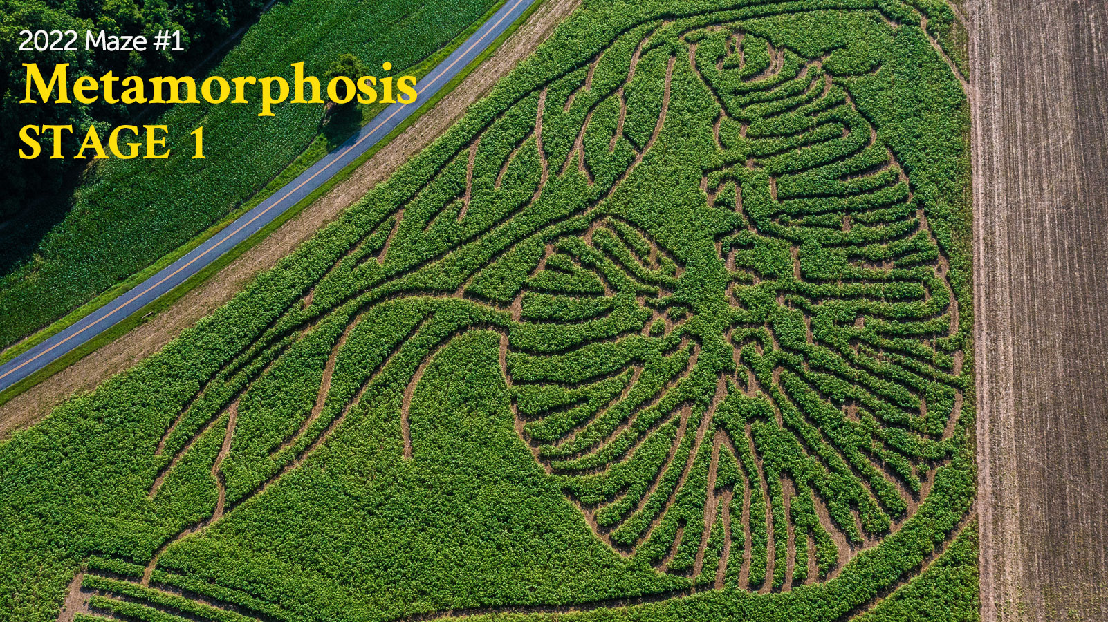 2022 Goldpetal Farms Sunflower Maze Metamorphosis Caterpillar