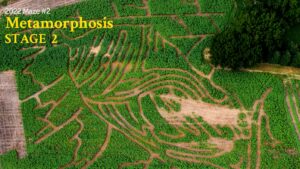 2022 Goldpetal Farms Sunflower Maze Metamorphosis Chrysalis