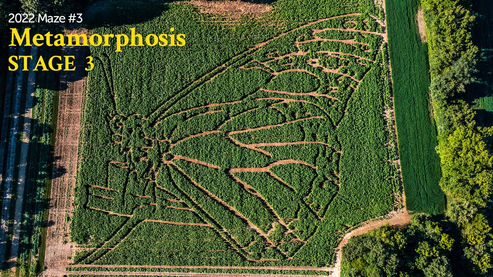 2022 Goldpetal Farms Sunflower Maze Metamorphosis Butterfly