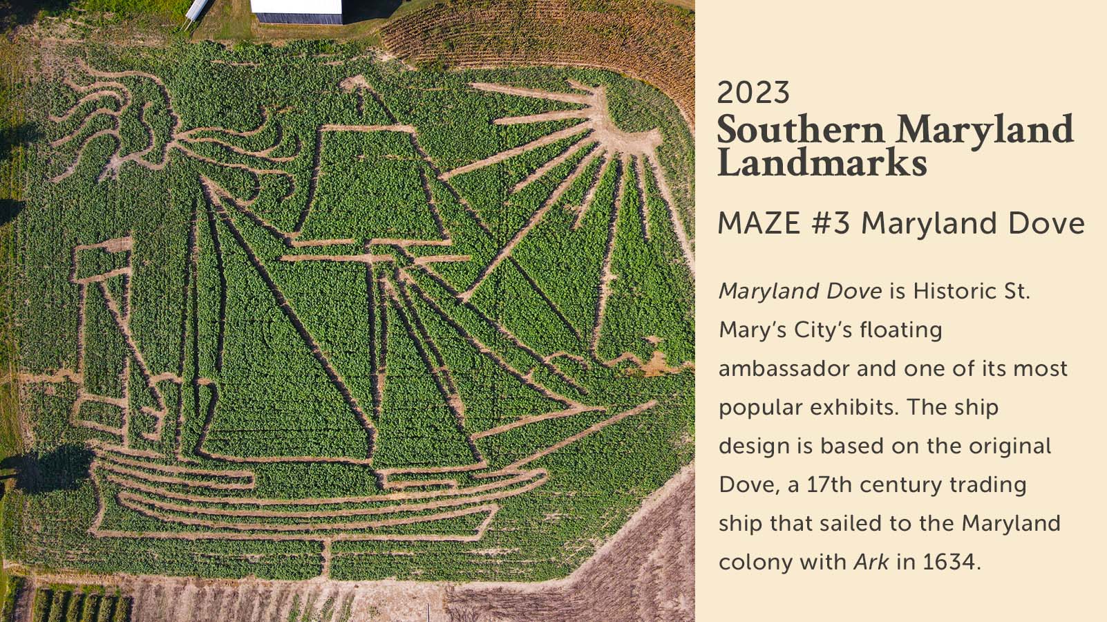 Sunflower Maze of Maryland Dove at Goldpetal Farms in Maryland.