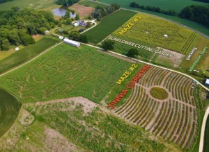 2023 Goldpetal Farms sunflower mazes and zinnia garden