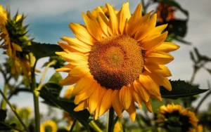 Goldpetal Farms Photo Contest, Blossom Category