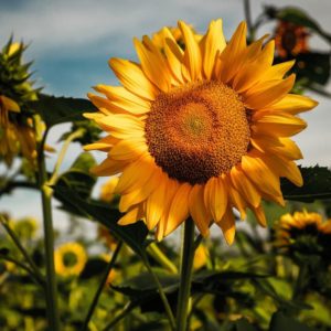 Goldpetal Farms Photo Contest, Blossom Category