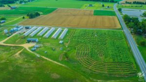 2020 Sunflower Maze Morganz, MD • Goldpetal Farms