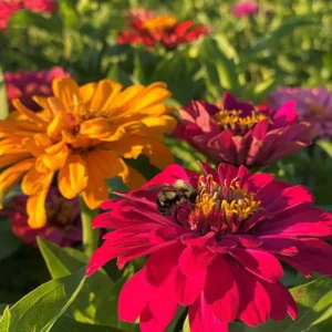 Goldpetal Farms Zinnia Field