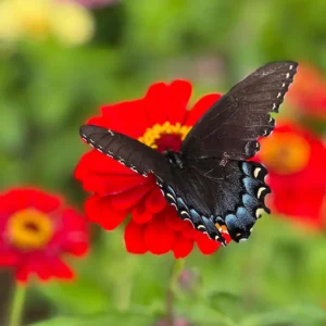 Goldpetal Farms Zinnia Field & Butterfly