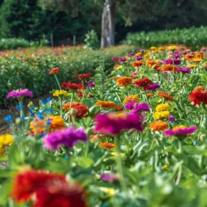 Goldpetal Farms Zinnia Field