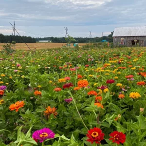Goldpetal Farms Zinnia Field